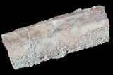 Devonian Petrified Wood (Callixylon) Section - Oldest True Wood #91794-1